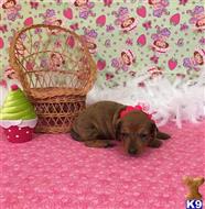 dachshund puppy posted by little paws kennel